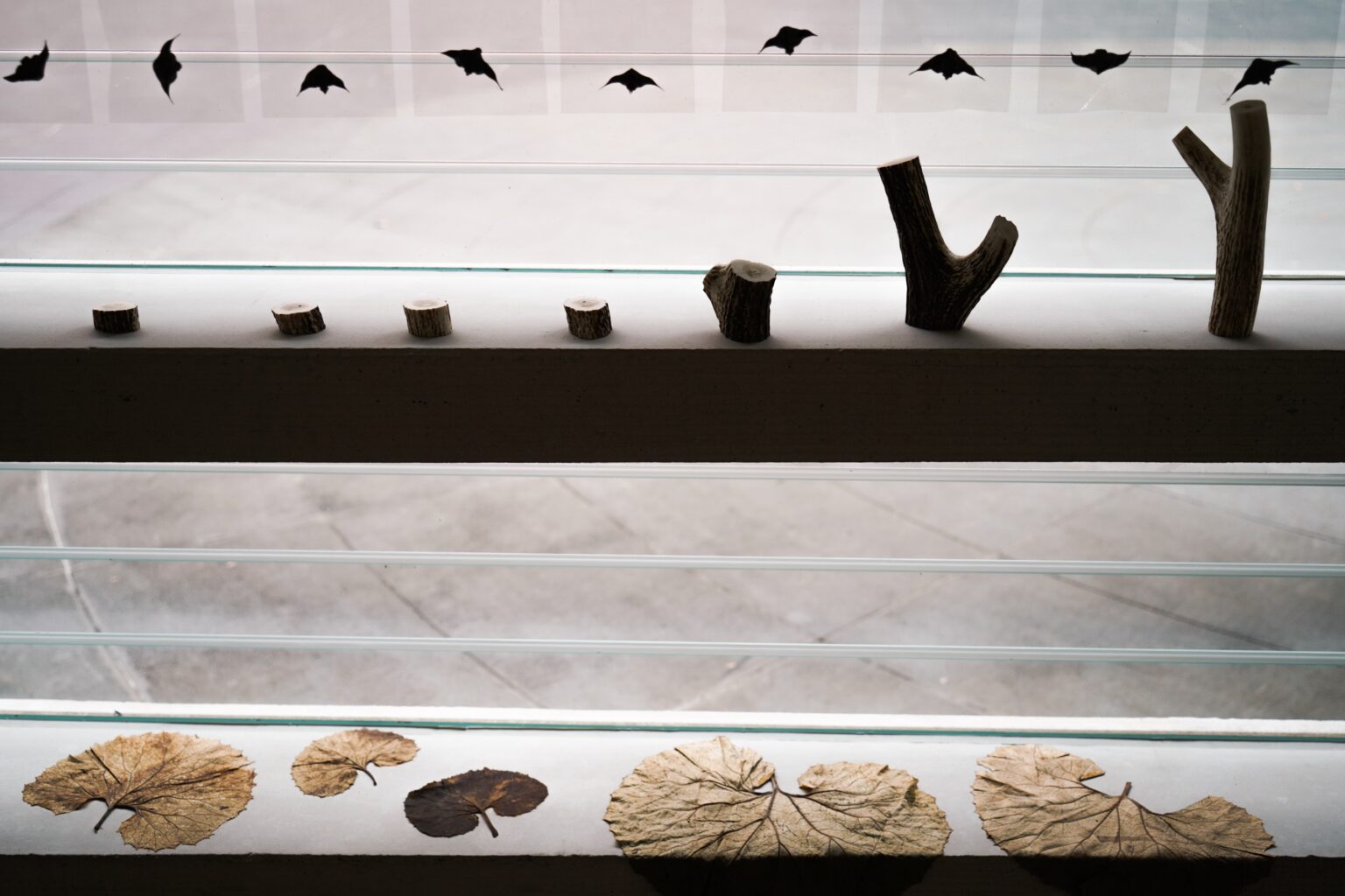 Exhibition by Rahel Kraft at University of Tokyo during Memu Open Week 2023